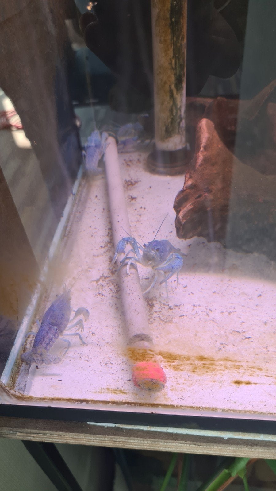 5 leuke blauwe floridakreeften, Dieren en Toebehoren, Kreeft, Krab of Garnaal, Zoetwatervis