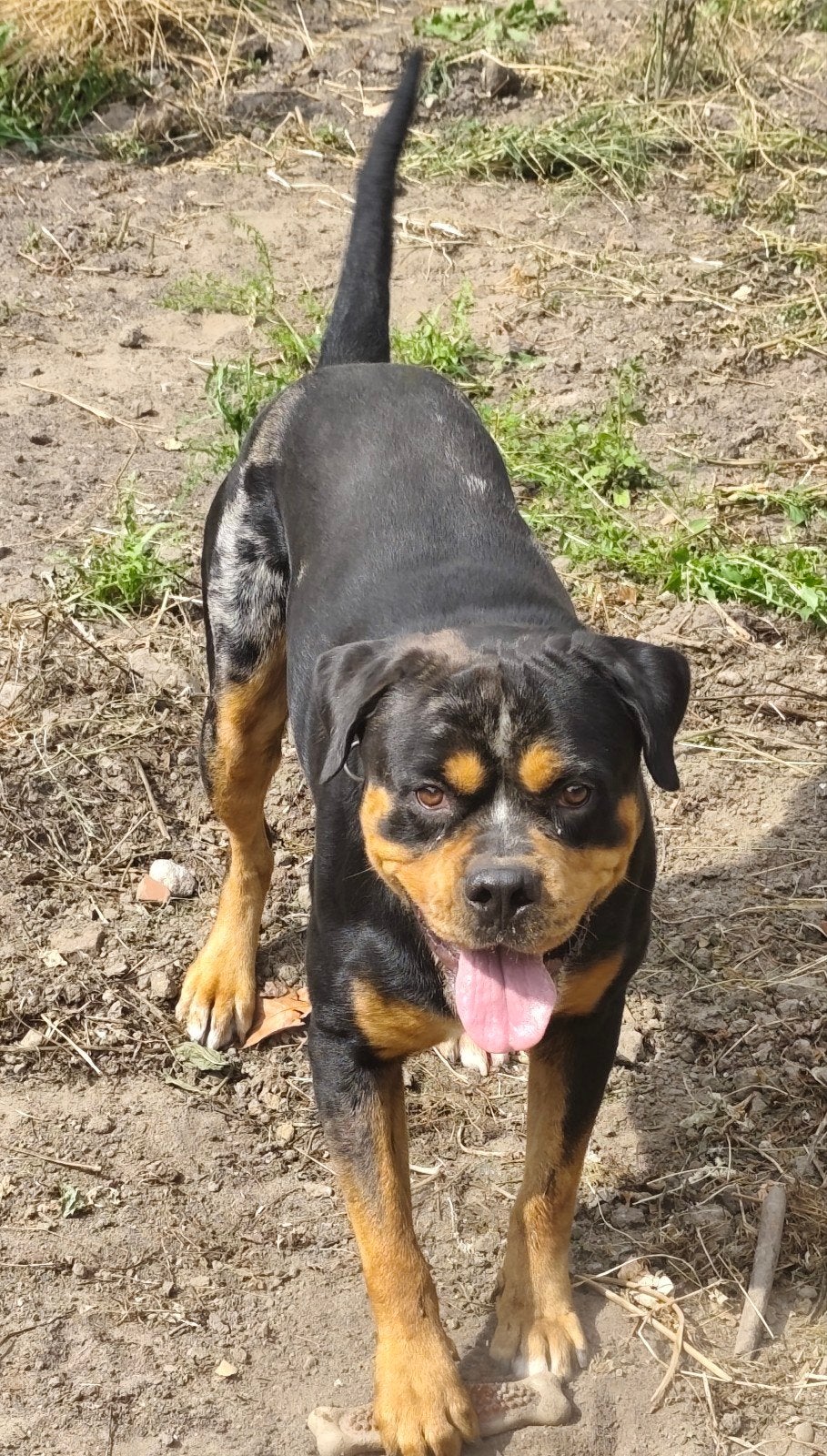 Rottweiler te koop, Reu, 1 tot 2 jaar, Parvo, Eén hond