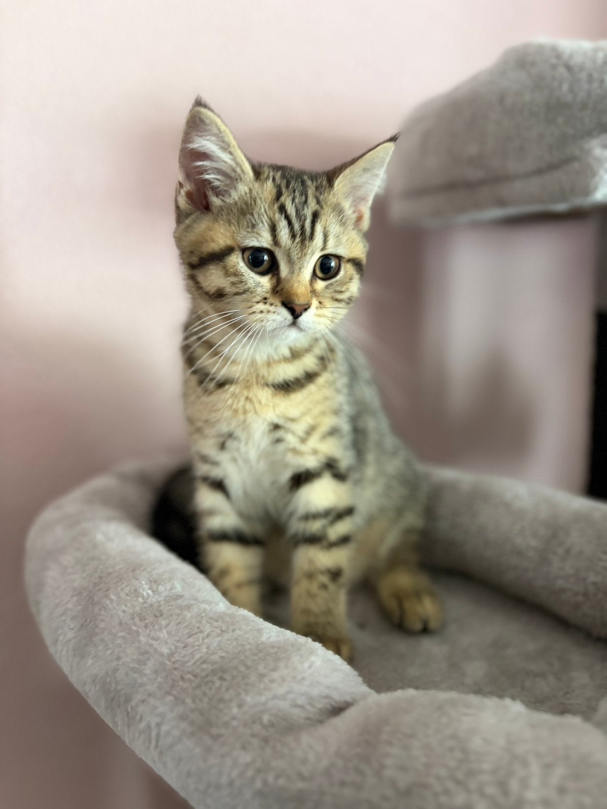 Britse korthaar Kittens te koop, Dieren en Toebehoren, Katten en Kittens | Raskatten | Korthaar, Meerdere dieren