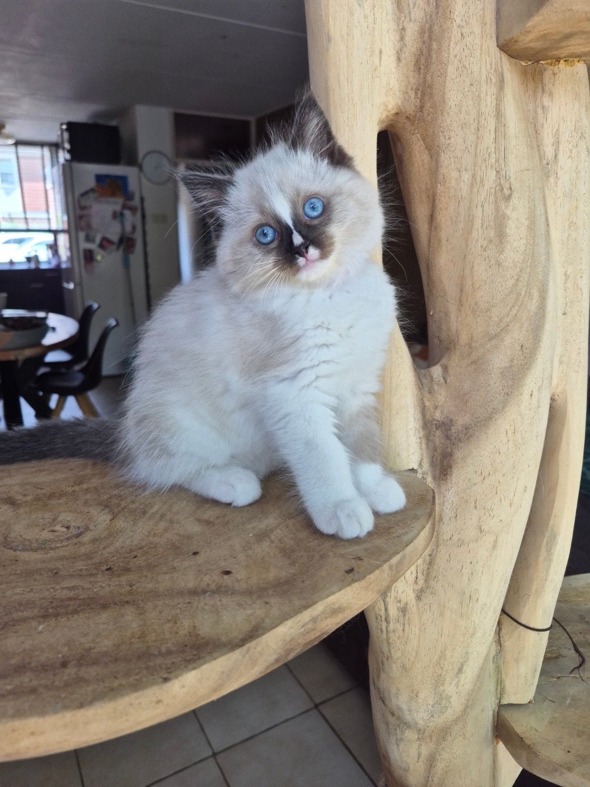 3 ragdoll kittens, Dieren en Toebehoren, Katten en Kittens | Raskatten | Langhaar, Meerdere dieren