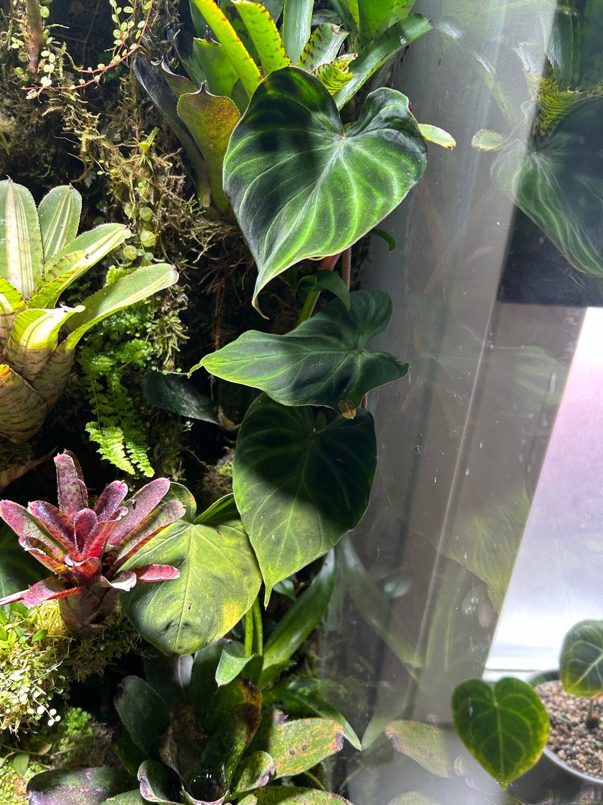 Philodendron verrucosum stekje, Ophalen, Halfschaduw, Minder dan 100 cm