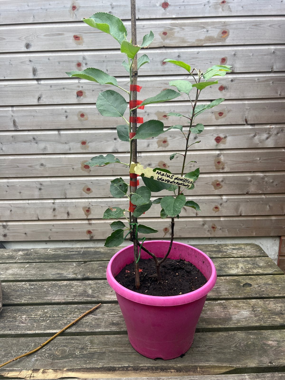 Appelboom op Iraanse kweepeer stam - 2 soorten geënt, Lente, Minder dan 100 cm, Volle zon, In pot