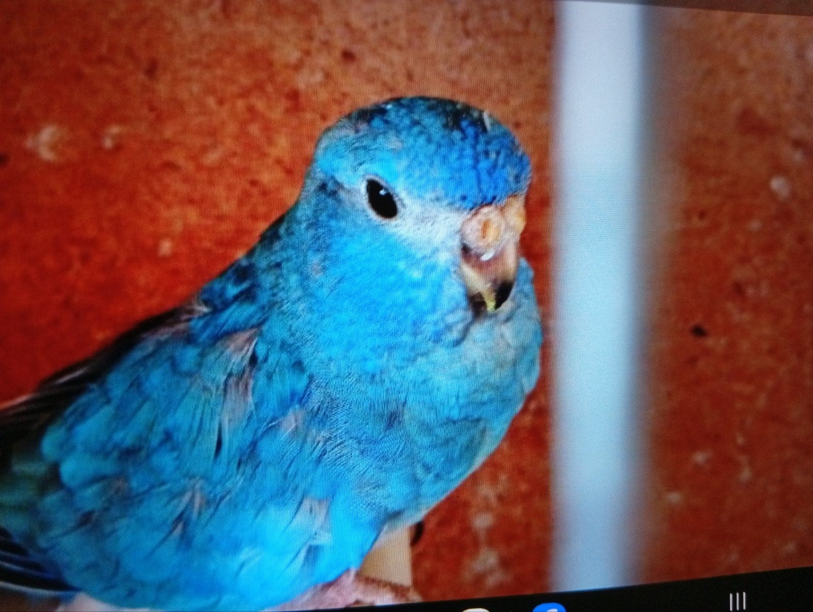 Splendid witborst blauw ef violet, Dieren en Toebehoren, Vogels | Parkieten en Papegaaien, Geslacht onbekend, Parkiet, Geringd