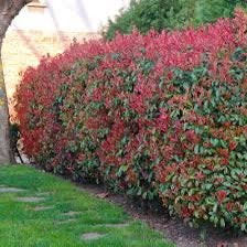 Prachtige Photinia 60cm voor een haag in20cmpot €2,50 pst, Ophalen, Overige soorten, Volle zon