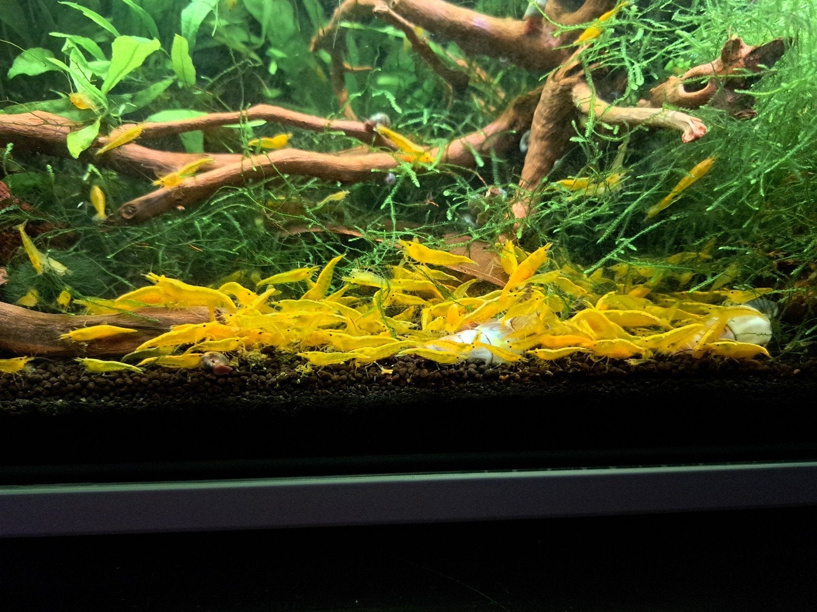 Gele neocaridina 
garnalen, Dieren en Toebehoren, Vissen | Aquariumvissen, Kreeft, Krab of Garnaal, Zoetwatervis