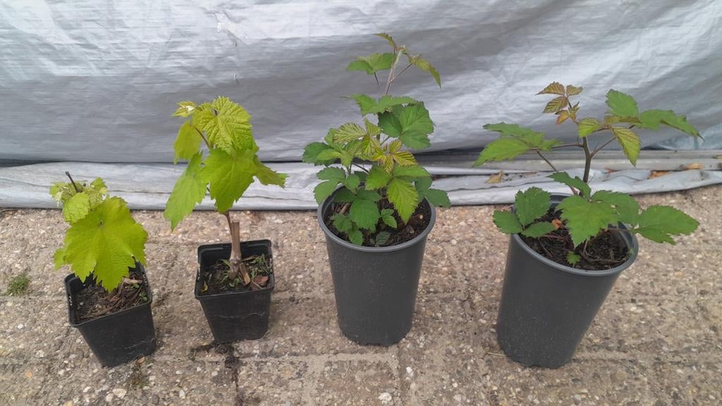 Tammebramen struik druivenstruik druif druiven plant, Ophalen, Volle zon, Vaste plant, Fruitplanten