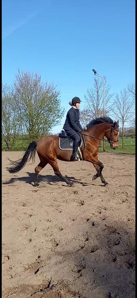 Knappe 11 jarige kwpn merrie, 1.68 Jarnac x Heartbreaker, Dieren en Toebehoren, Paarden, Merrie, 165 tot 170 cm, Springpaard, 11 jaar of ouder