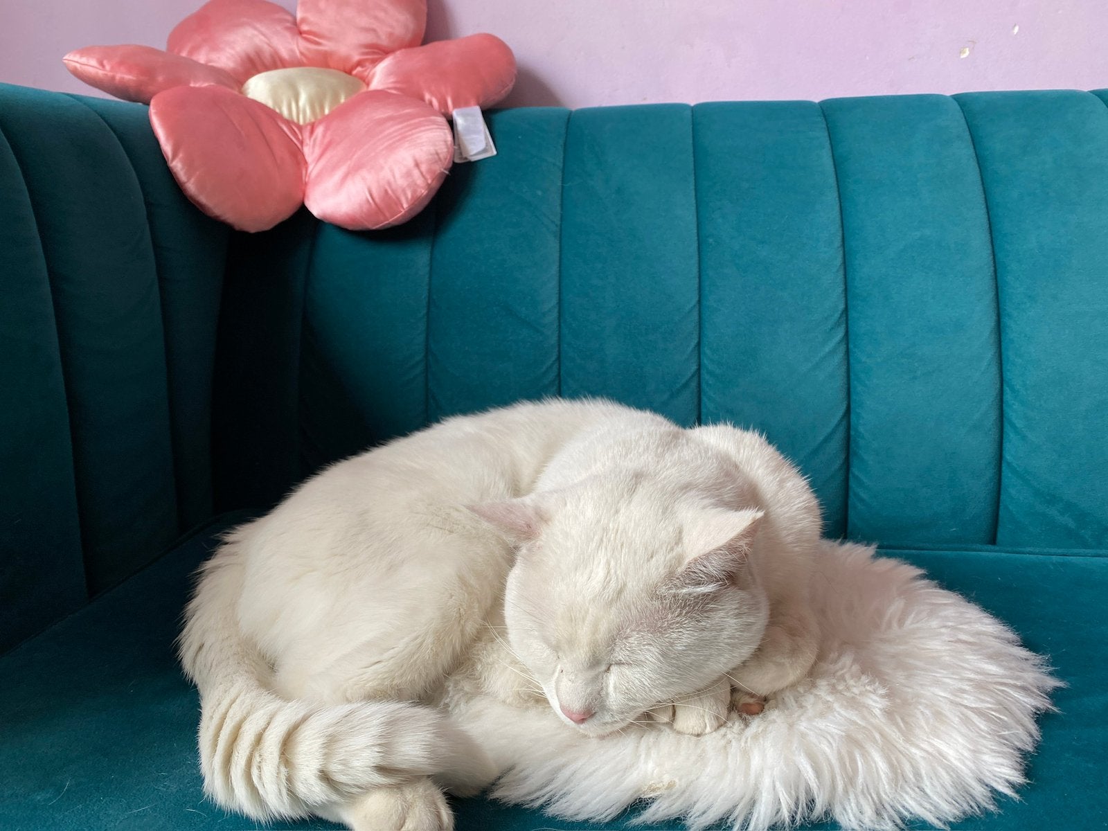Turkse angora, Kater
