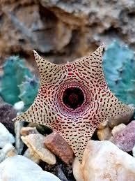Huernia piersii bijzondere kamerplant stapelia aasbloem, Vetplant, Ophalen of Verzenden, Minder dan 100 cm, Bloeiende kamerplant