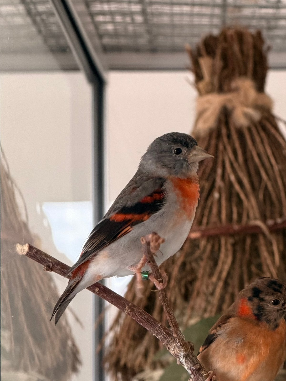 Mooie kapoetsensijs popje/vrouwtje van februari 2026, Dieren en Toebehoren, Vogels | Overige Vogels, Vrouwelijk