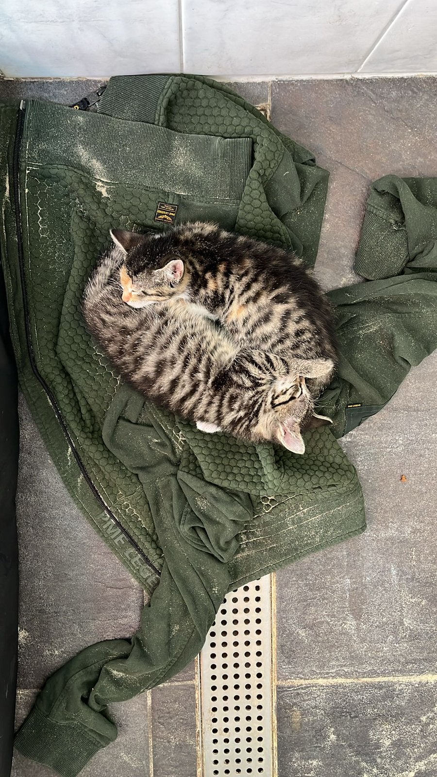 Boerderij kittens