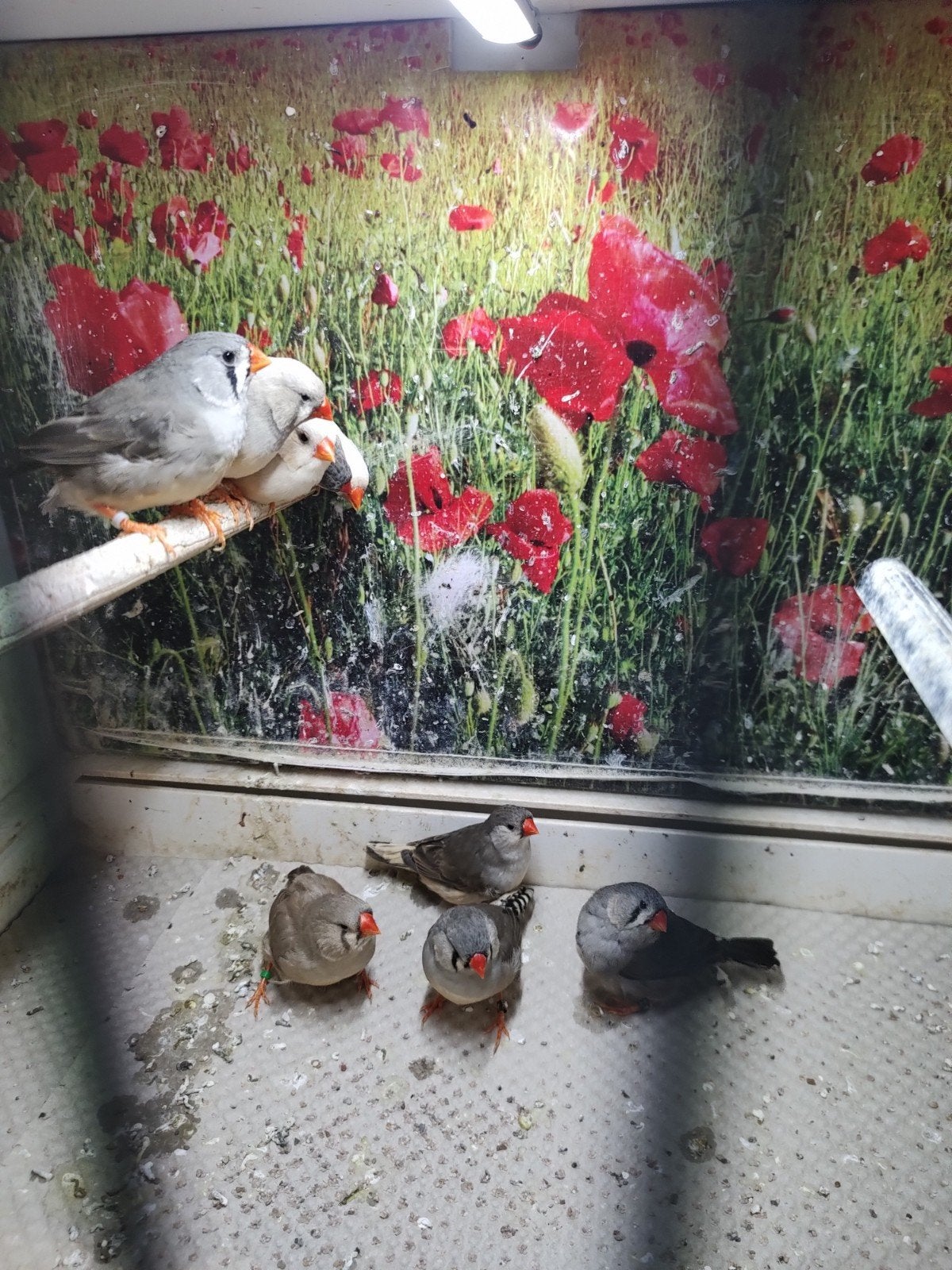 Diverse zebravinken in verschillende mutaties, Meerdere dieren, Tropenvogel, Geringd