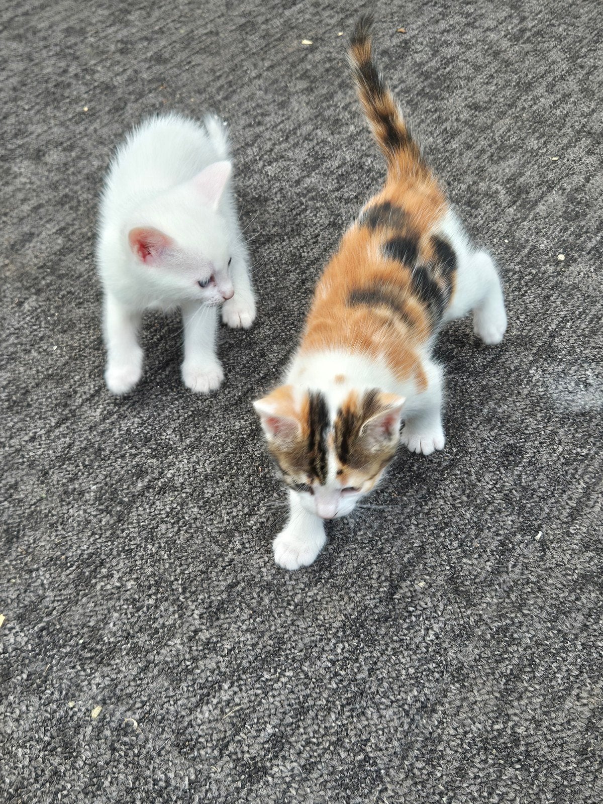 Kittens, Meerdere dieren, Kortharig, 0 tot 2 jaar