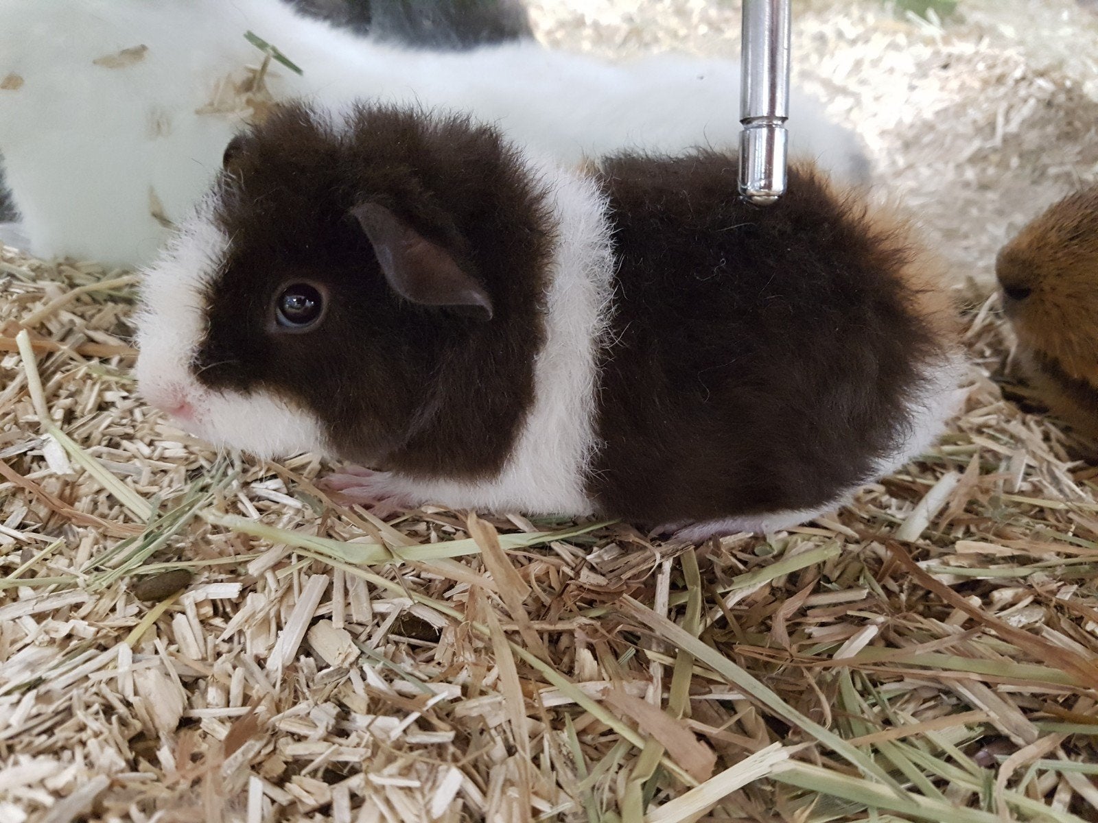Rex cavia zeugje van 6 weekjes oud, Dieren en Toebehoren, Knaagdieren, Cavia, April, Vrouwelijk, Tam