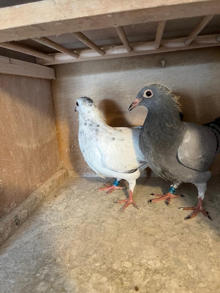 postduiven, Dieren en Toebehoren, Vogels | Duiven, Geslacht onbekend, Postduif