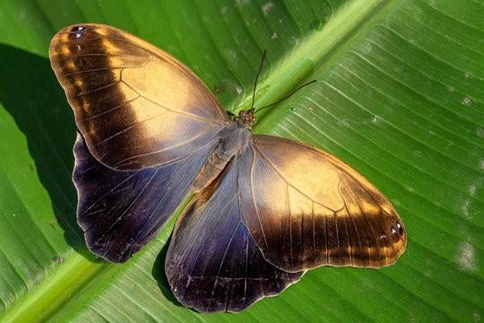 Caligo Memnon eitjes, Dieren en Toebehoren, Insecten en Spinnen, Overige soorten
