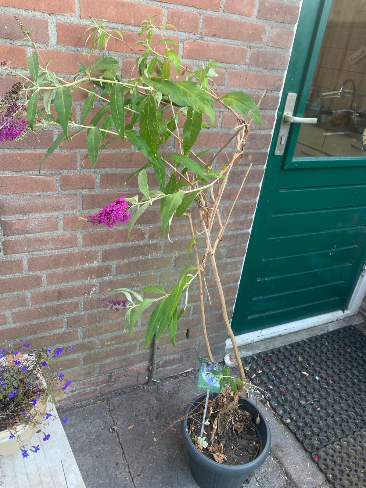 Buddleja 'Lochinch' - Vlinderstruik in pot, Overige soorten, Volle zon, Vaste plant, Ophalen of Verzenden