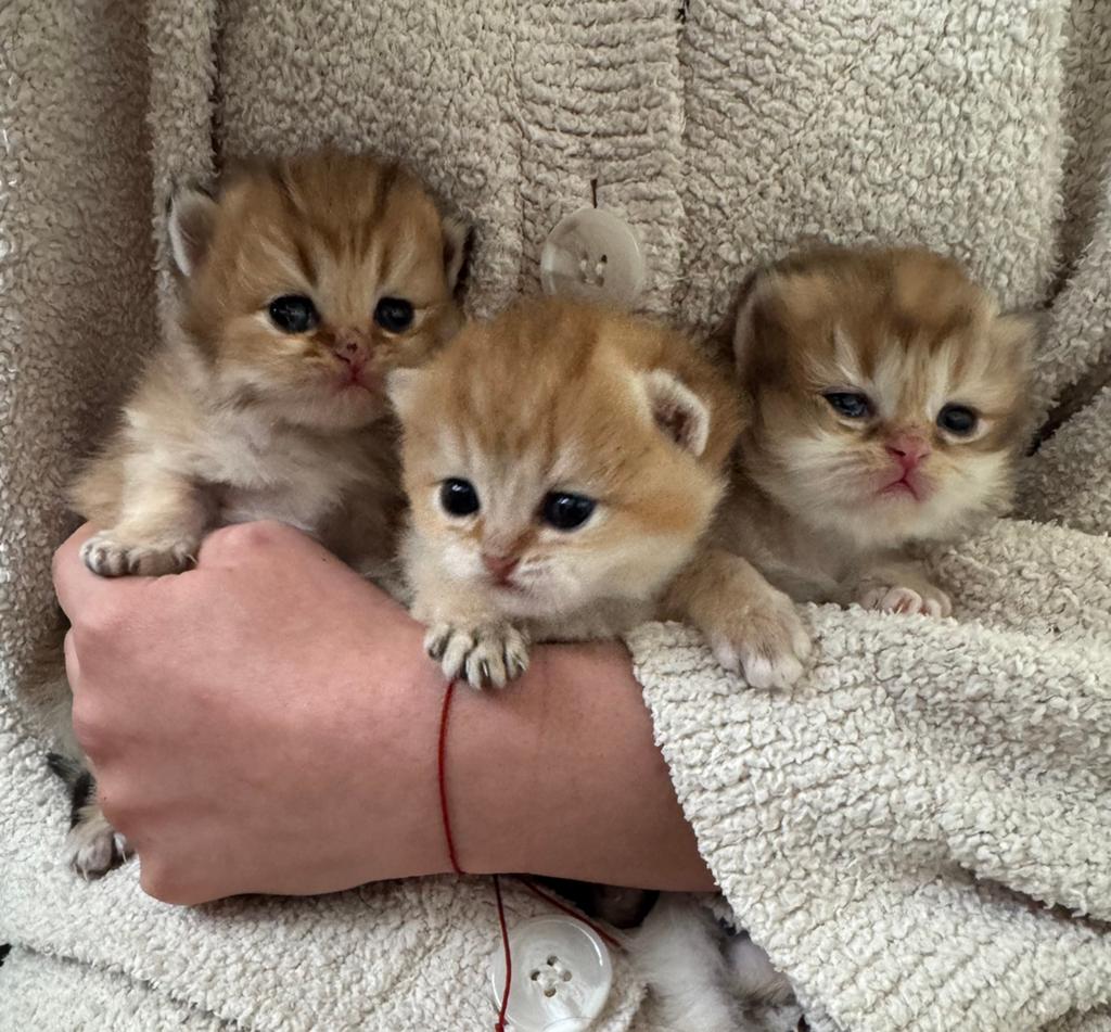 Prachtige Britse Korthaar Golden Shaded kittens raszuiver, Meerdere dieren, Met stamboom, 0 tot 2 jaar