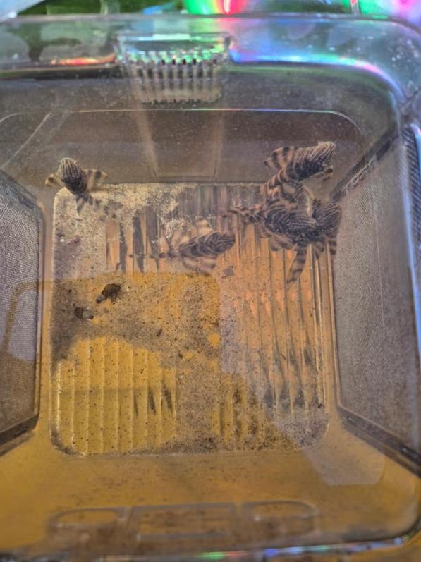 L397 jonge vissen 3 a 4 cm groot 20 euro per vis 6x, Vis, Zoetwatervis