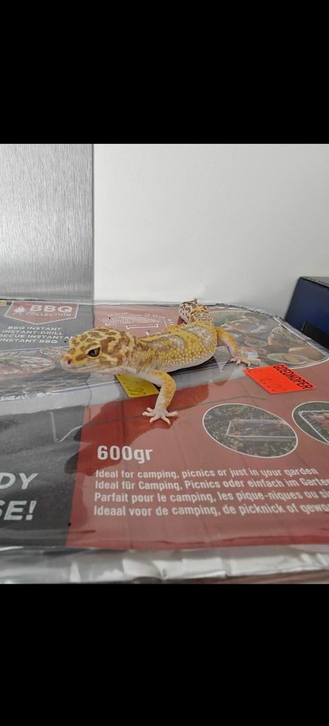 Giant luipaardgekko, Dieren en Toebehoren, Reptielen en Amfibieën, Overige soorten, 3 tot 6 jaar
