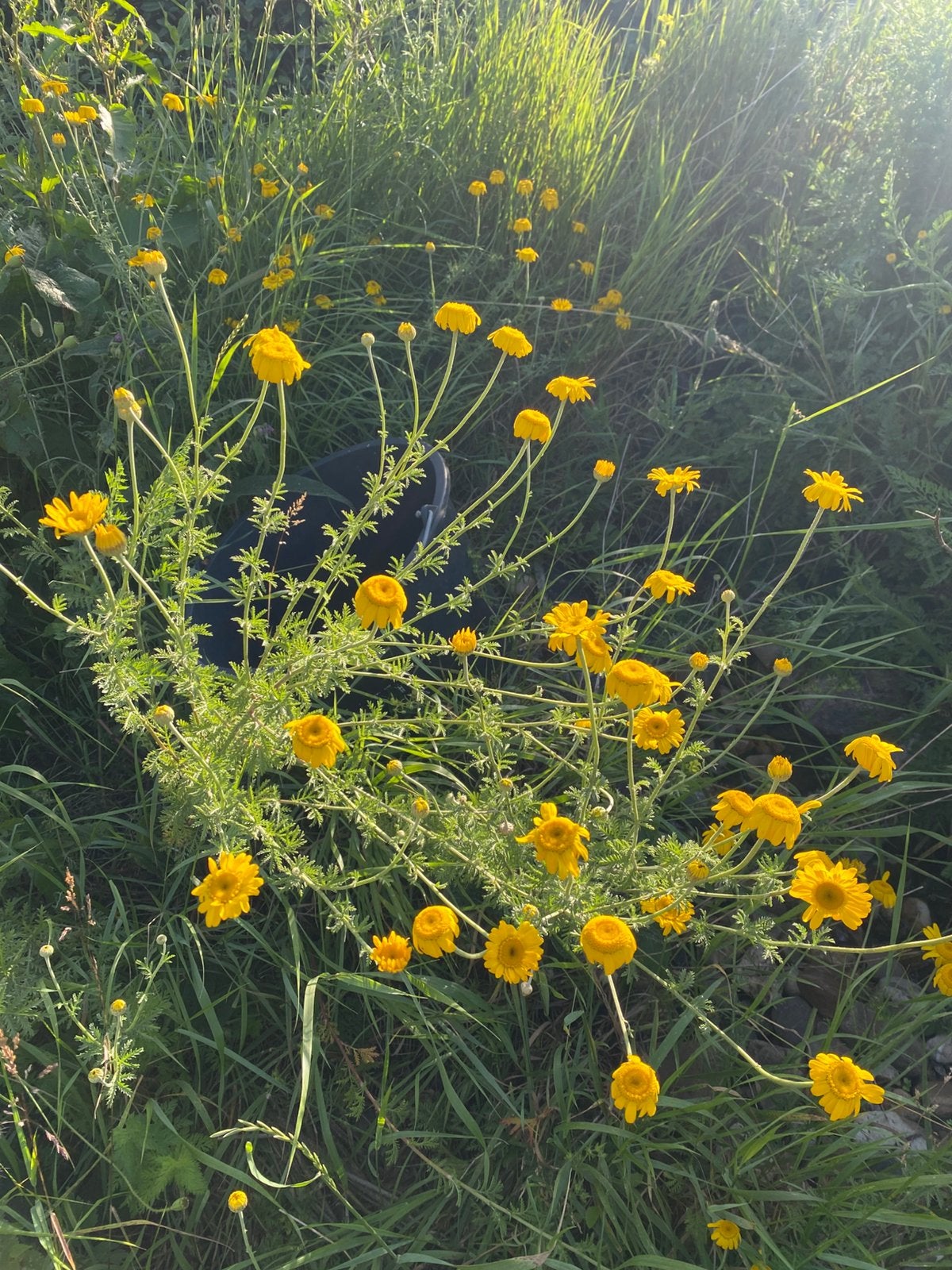 Gele kamille - inheemse vaste planten, Volle zon, Vaste plant, Lente, Ophalen
