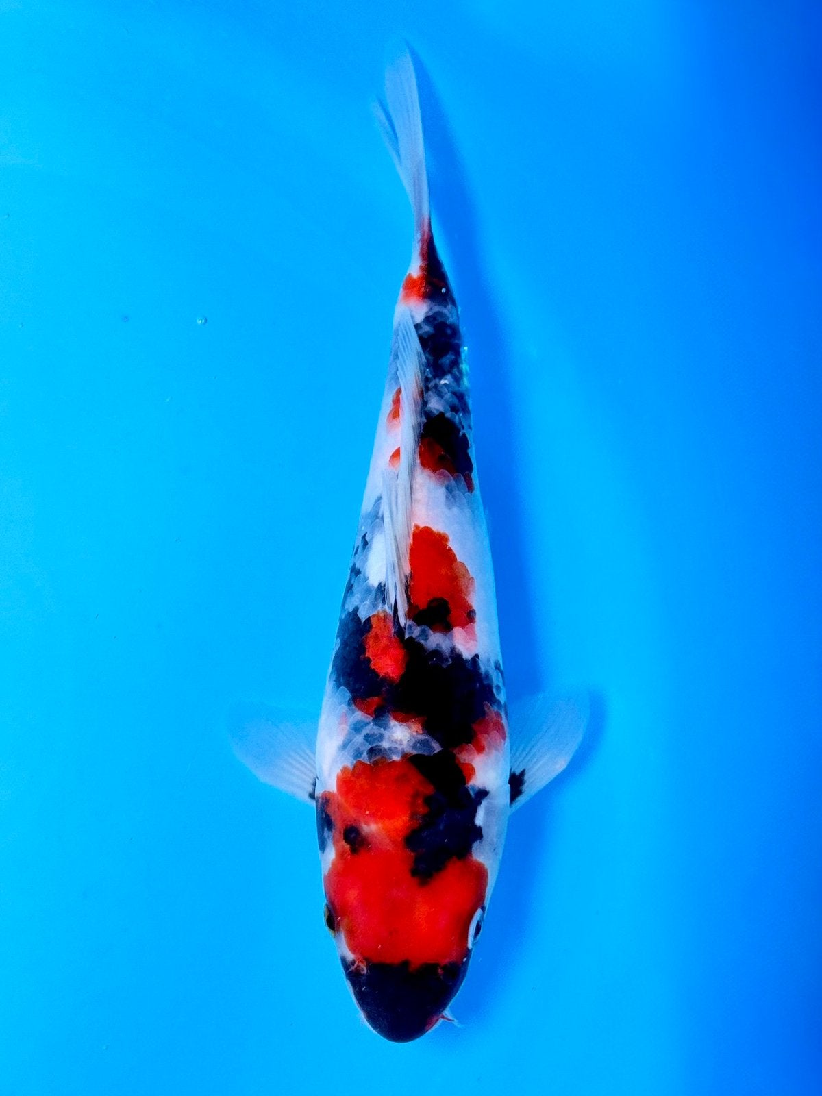 HQ Showa | Conias Tateshita Tosai | 25-30 cm, Karper of Koi