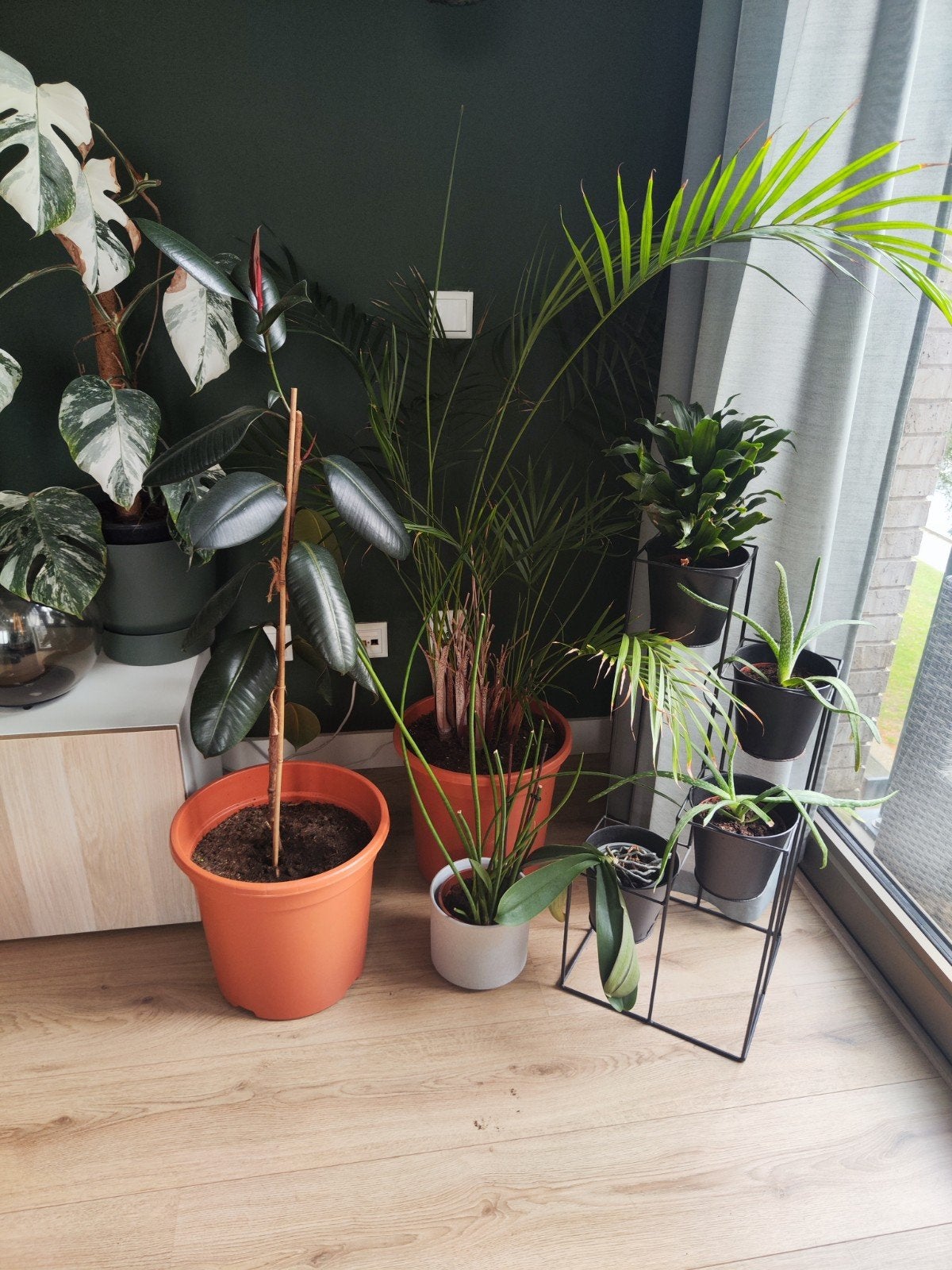 Diverse kamerplanten te koop, Ophalen, Ficus, 100 tot 150 cm, Halfschaduw