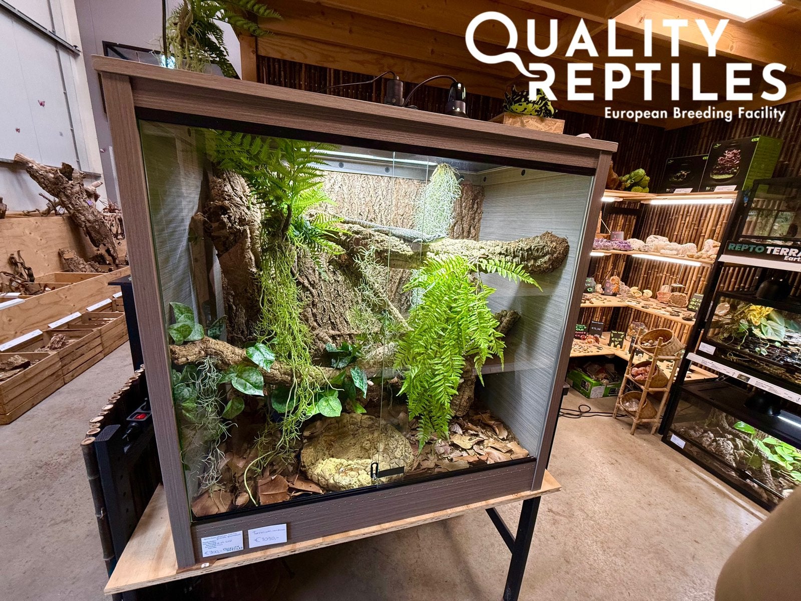 Mannelijke varanus similis (gevlekte boomvaraan) met terra, Hagedis, Met terrarium, 0 tot 2 jaar