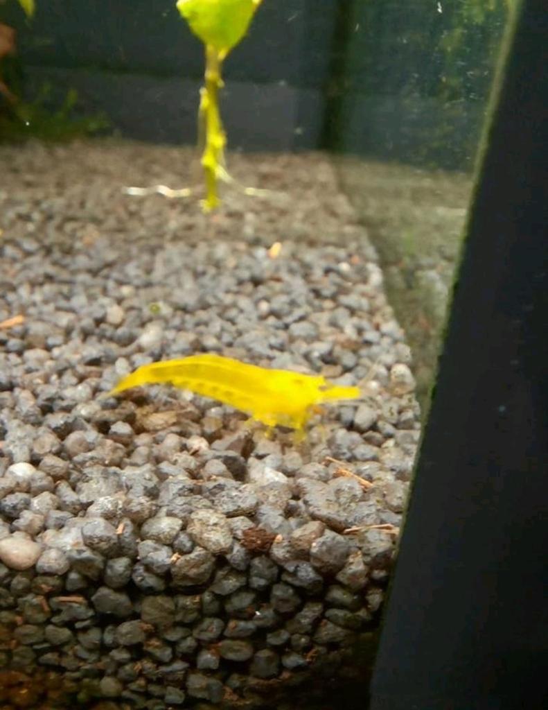 Citroen garnaal, Kreeft, Krab of Garnaal, Zoetwatervis, Schoolvis