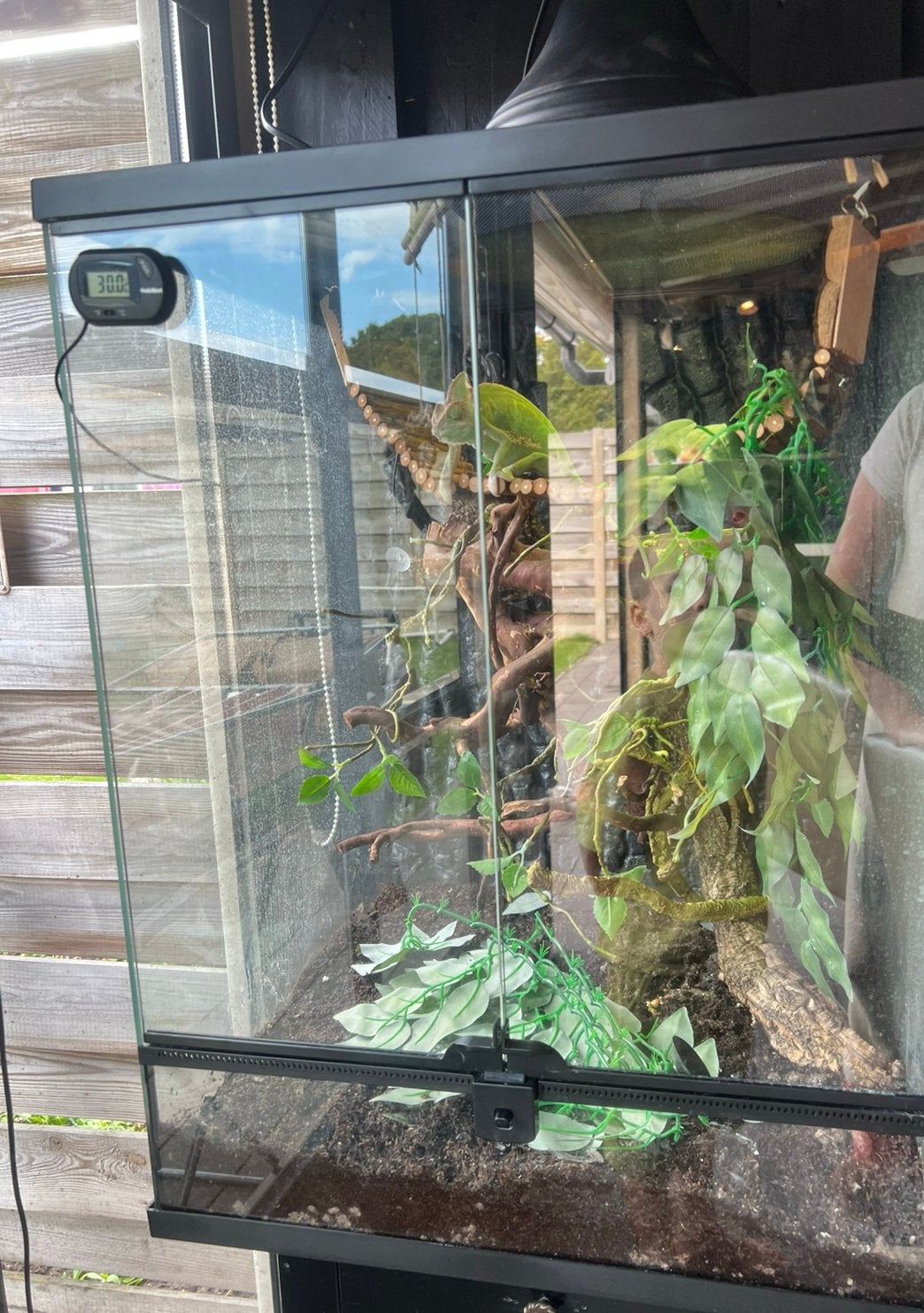 Kameleon 1 jaar oud Chameleon photo 2