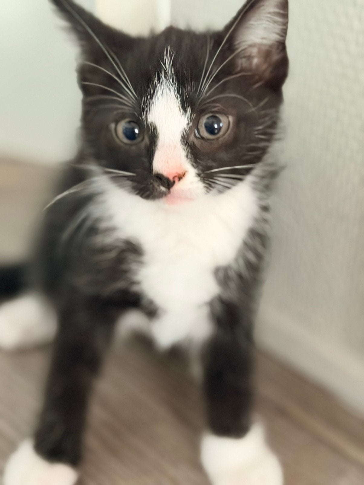Kittens te koop, Dieren en Toebehoren, Geslacht onbekend, 0 tot 2 jaar