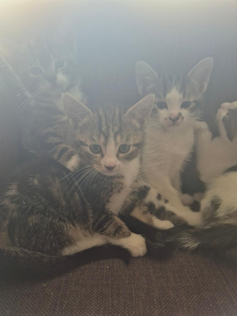 kittens, Dieren en Toebehoren, Katten en Kittens | Overige Katten, Meerdere dieren, 0 tot 2 jaar