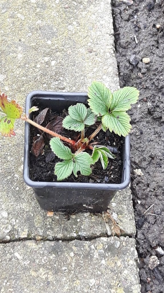 aardbeienplanten, Tuin en Terras, Planten | Tuinplanten, Ophalen, Overige soorten, Halfschaduw