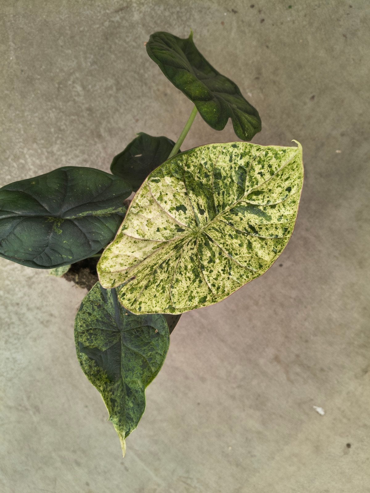 Alocasia Dragon Scale Mint Variegata plant, Ophalen of Verzenden, Halfschaduw, Minder dan 100 cm