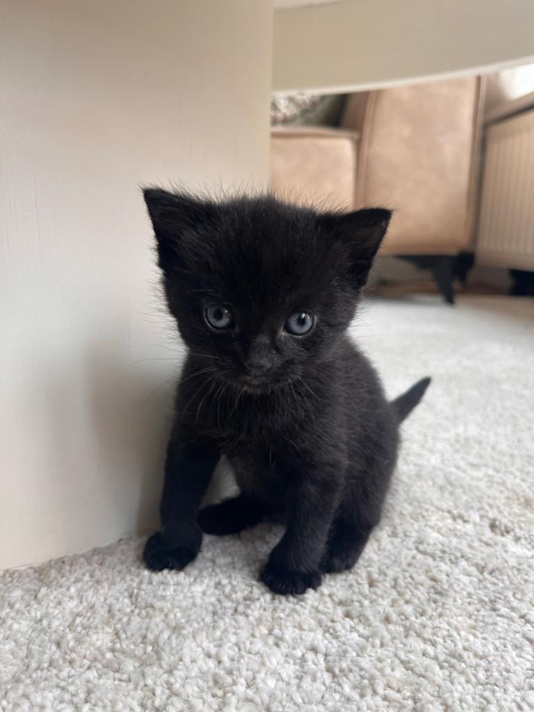 Lief onderzoekend zwarte kitten (geboren 23 april), Dieren en Toebehoren, Katten en Kittens | Overige Katten, Poes