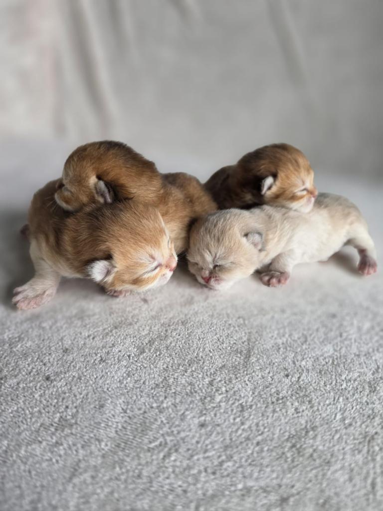 Britse Korthaar Kitten  Golden, Poes, Met stamboom, 0 tot 2 jaar