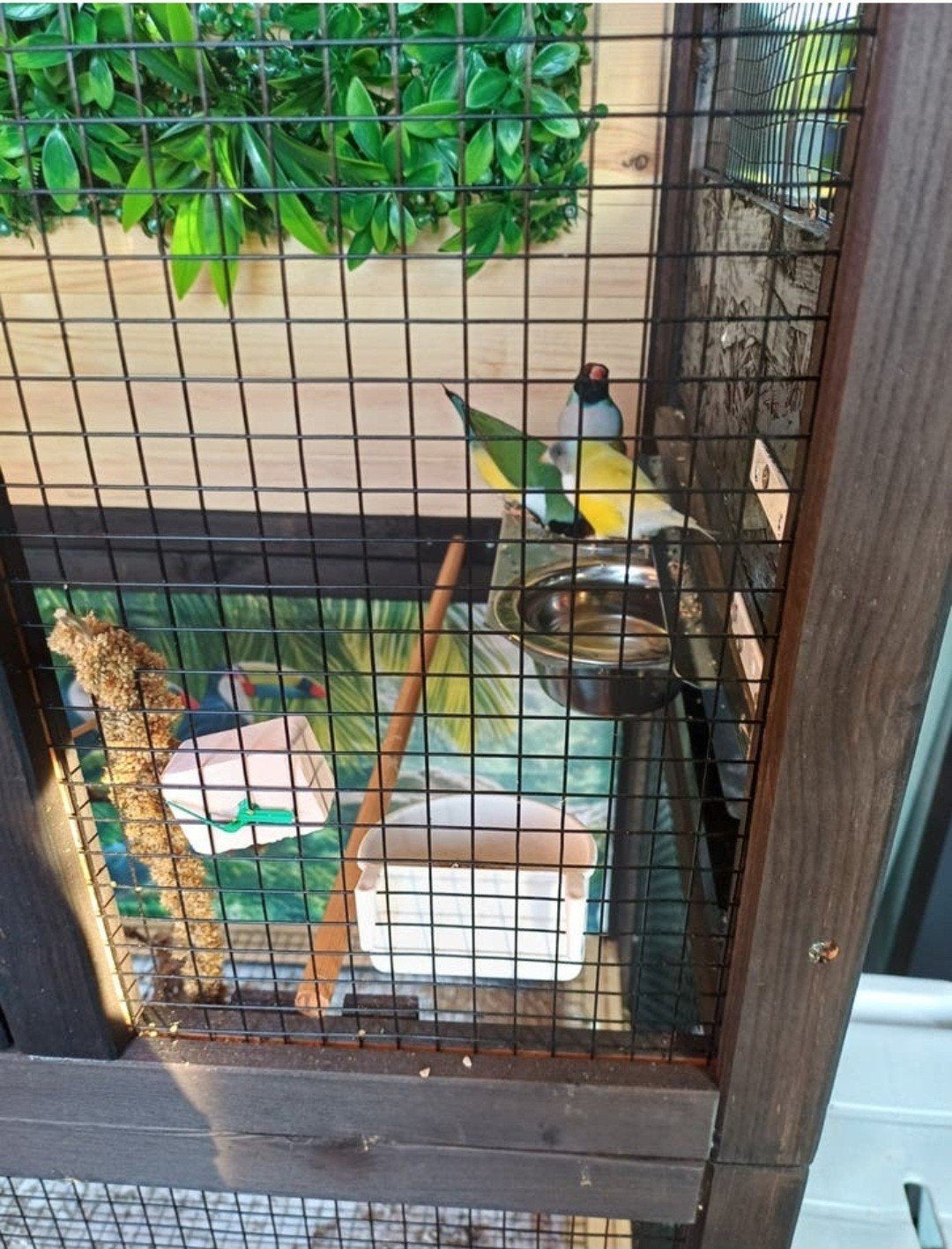 Te koop 2 koppels goulds amedine, Dieren en Toebehoren, Meerdere dieren