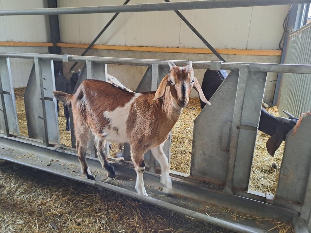 Nubische bok, Dieren en Toebehoren, Schapen, Geiten en Varkens, Mannelijk, Geit, 0 tot 2 jaar
