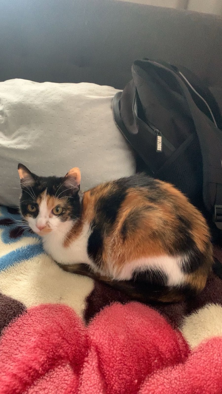 Lapjeskat te koop met eten en zandbak, Poes, Kortharig, 0 tot 2 jaar
