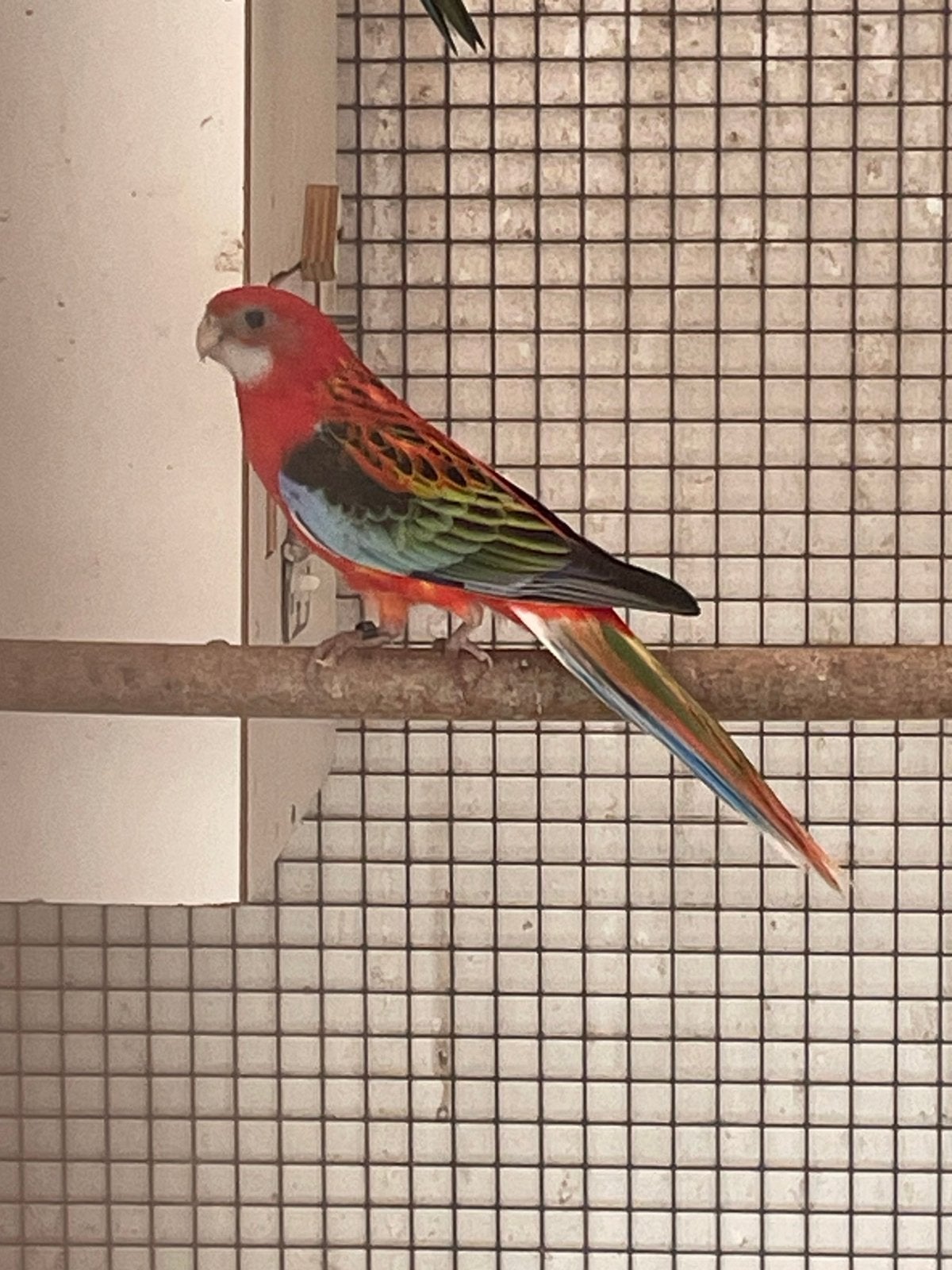 Jonge pracht Rosella man, Dieren en Toebehoren, Vogels | Parkieten en Papegaaien, Mannelijk, Parkiet, Geringd