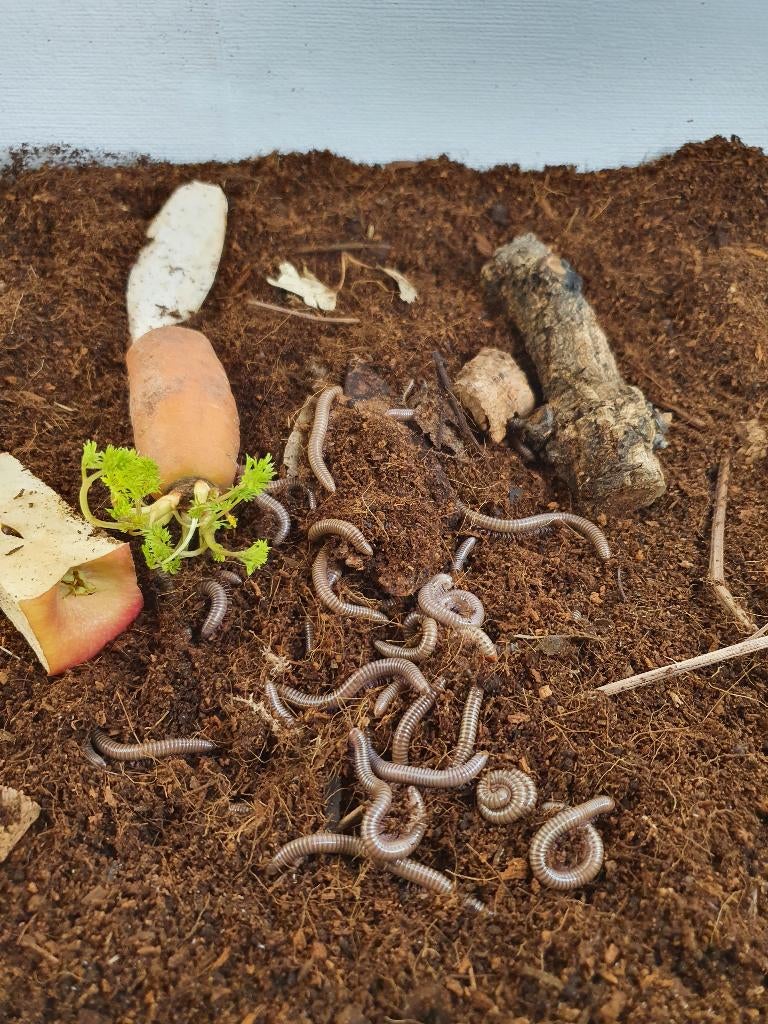 Telodeinopus Aoutii Afrikaanse olijf miljoenpoten, Overige soorten
