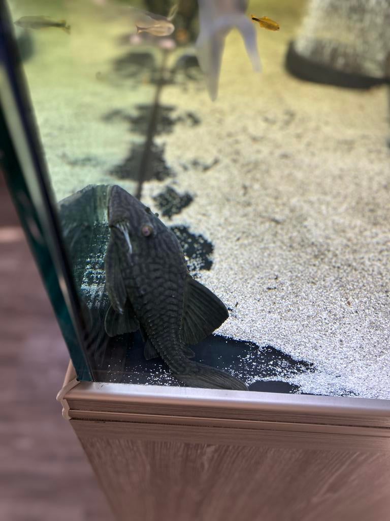 L 190 pleco, Dieren en Toebehoren, Vissen | Aquariumvissen, Vis