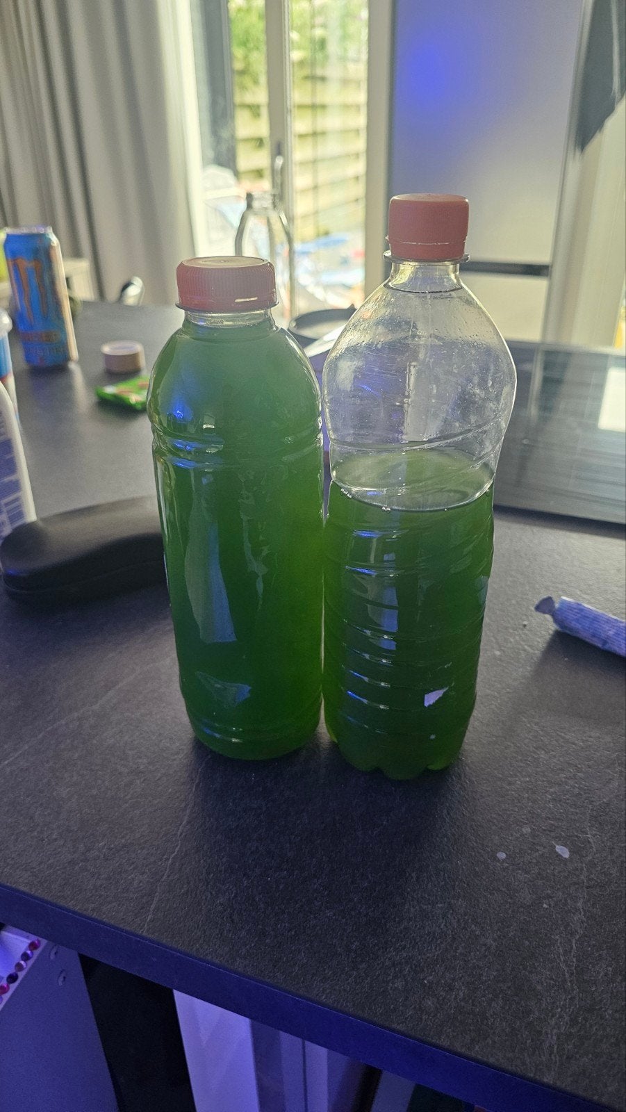 Fytoplankton tetraselmis 4 euro per liter, Vis