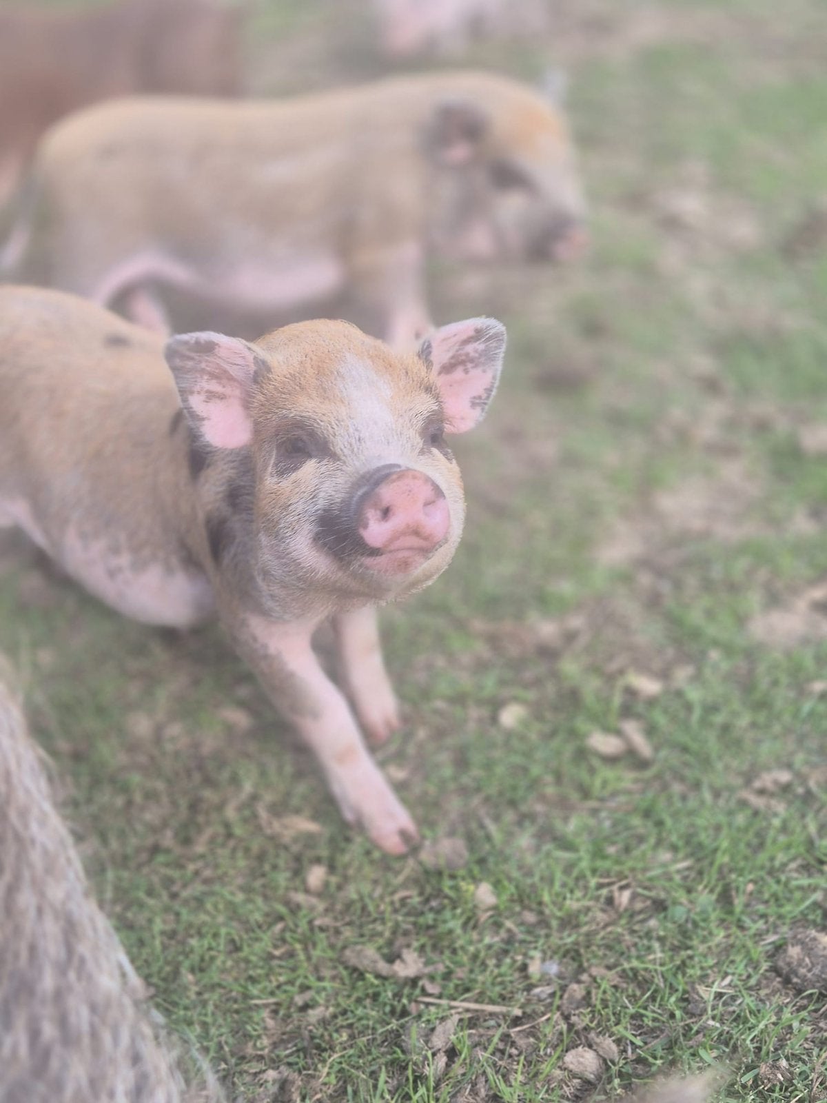 Gottinger biggen, Dieren en Toebehoren, Meerdere dieren, Varken, 0 tot 2 jaar