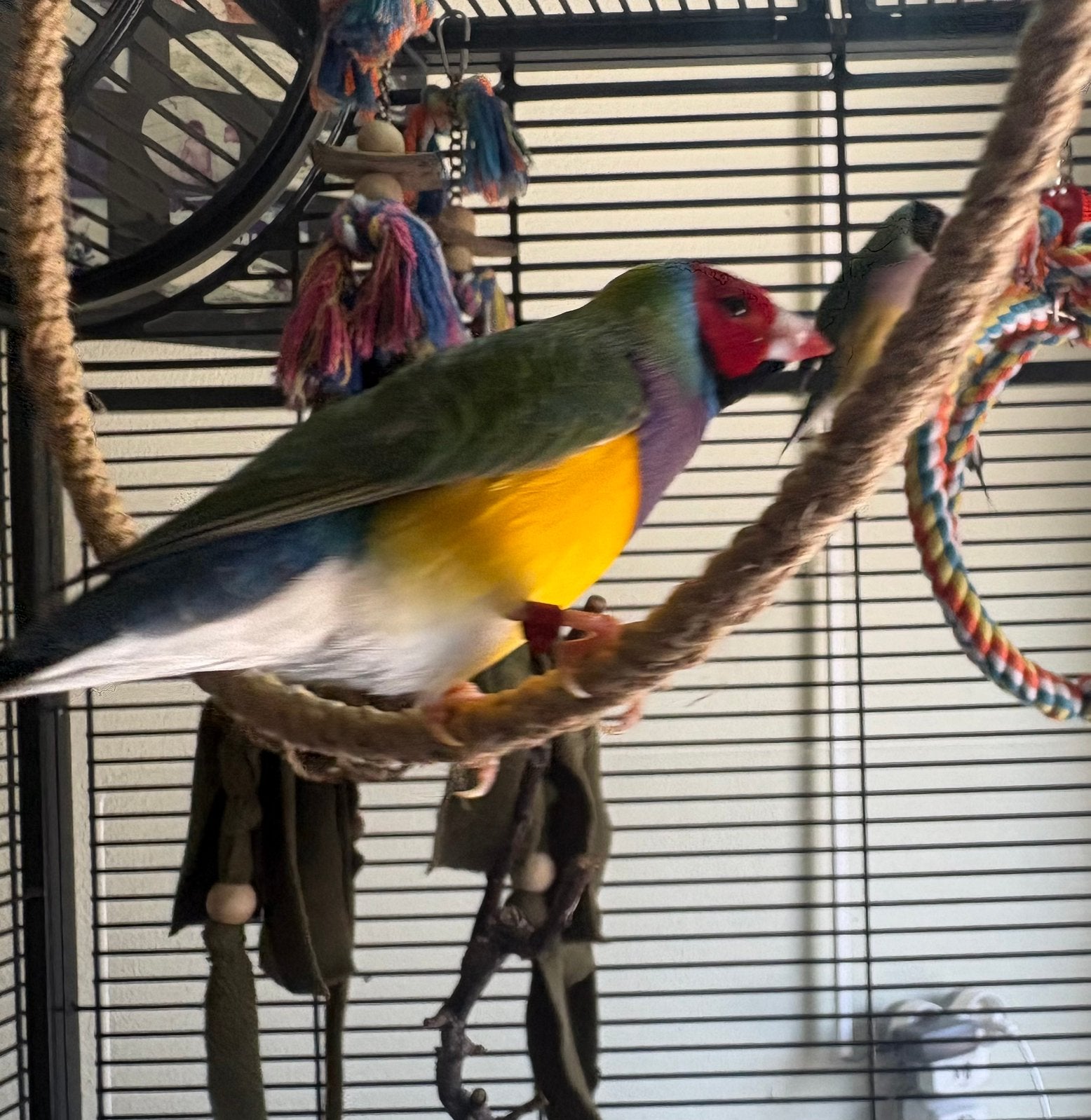 Gouldamadine, Dieren en Toebehoren, Vogels | Overige Vogels, Meerdere dieren
