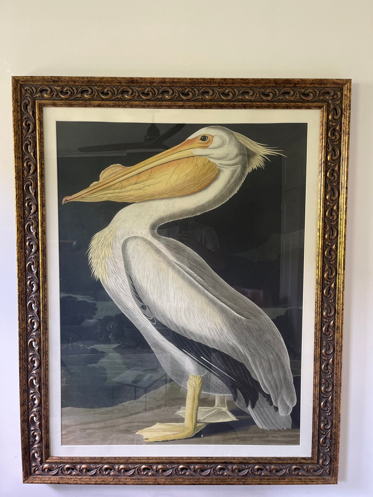 Grote Pelikaan - Hollandsche Meester Stijl, Antiek en Kunst, Oud hollands, Dieren, Ophalen of Verzenden, Print