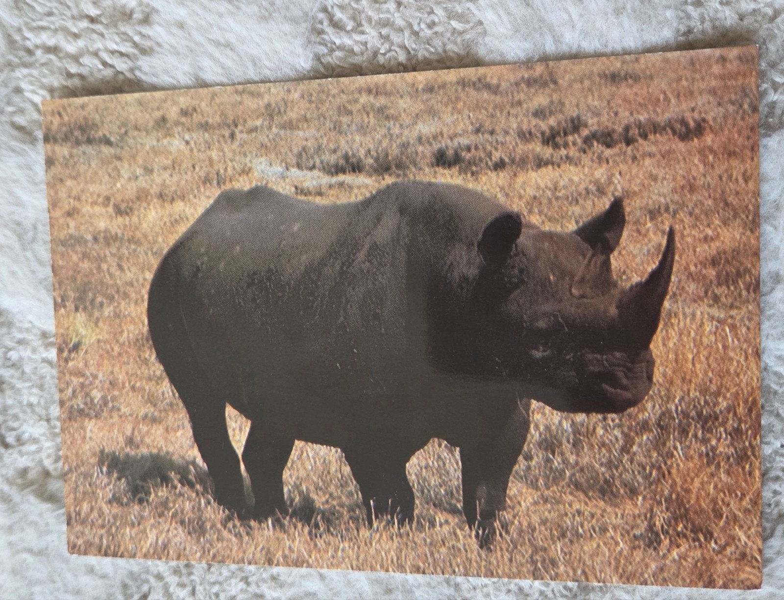 Ansichtkaart neushoorn - Afrika, Verzenden, 1980 tot heden, Ongelopen, Wild dier