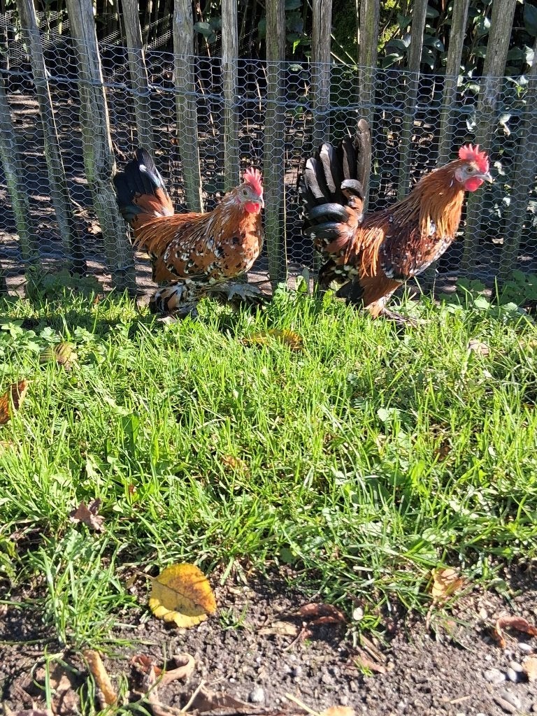 sabelpoot hanen en kuifhoen haan te koop, Dieren en Toebehoren, Mannelijk, Kip