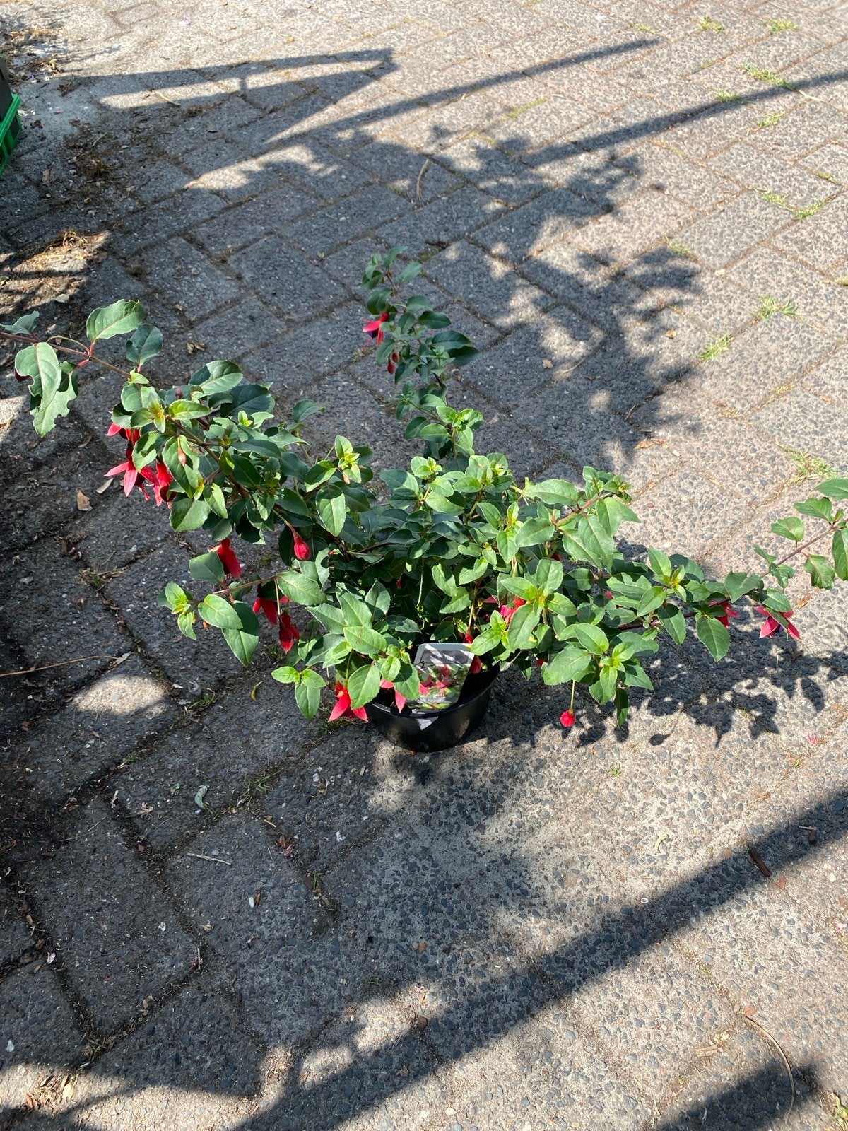 Fuchsia 'Mrs Popple' - Prachtige bloeier voor uw tuin, Tuin en Terras, Planten | Tuinplanten, Vaste plant, Halfschaduw, Zomer