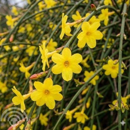 LEI- KLIM-PLANT Jasminum nudiflorum Winterjasmijn gele bloei, Tuin en Terras, Vaste plant, Ophalen of Verzenden, Halfschaduw, Winter